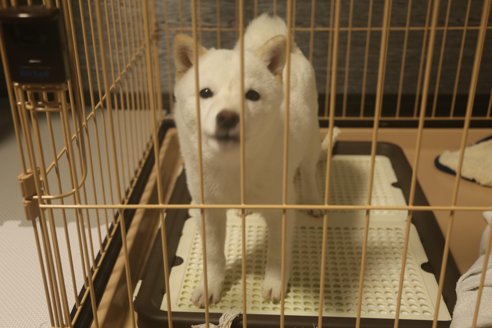 助六の真実-in the world